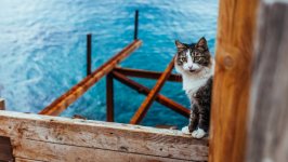 Desktop image. Cats. ID:99678