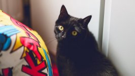 Desktop image. Cats. ID:99679