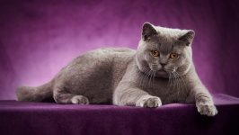 Desktop image. Cats. ID:99685