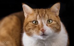 Desktop image. Cats. ID:99725