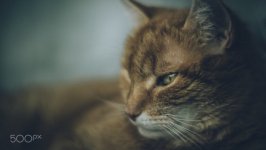 Desktop wallpaper. Cats. ID:99734