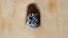 Desktop wallpaper. Cats. ID:99747