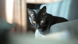 Desktop wallpaper. Cats. ID:99876