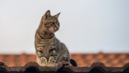 Desktop wallpaper. Cats. ID:99887