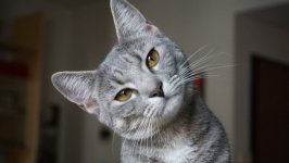 Desktop wallpaper. Cats. ID:99895