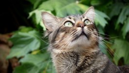 Desktop wallpaper. Cats. ID:99912
