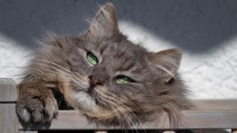Desktop wallpaper. Cats. ID:99935