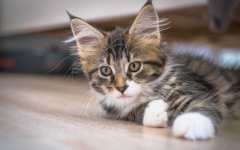 Desktop wallpaper. Cats. ID:99945