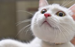 Desktop wallpaper. Cats. ID:99981