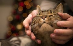 Desktop wallpaper. Cats. ID:99982