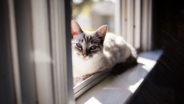 Desktop wallpaper. Cats. ID:136582