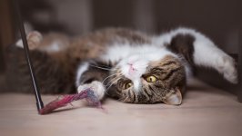 Desktop wallpaper. Cats. ID:100021