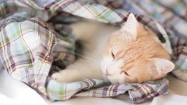 Desktop image. Cats. ID:100046
