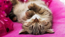 Desktop image. Cats. ID:100047