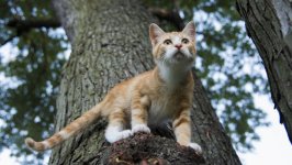 Desktop wallpaper. Cats. ID:100053