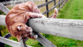 Desktop wallpaper. Cats. ID:100068