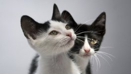 Desktop wallpaper. Cats. ID:100069