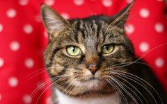 Desktop wallpaper. Cats. ID:100073