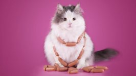 Desktop wallpaper. Cats. ID:100153
