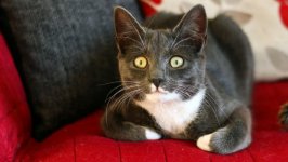 Desktop wallpaper. Cats. ID:100246