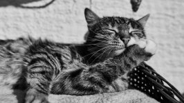 Desktop wallpaper. Cats. ID:100247