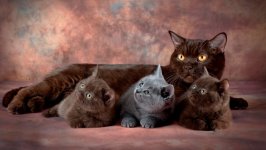Desktop wallpaper. Cats. ID:100282