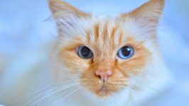 Desktop wallpaper. Cats. ID:100342