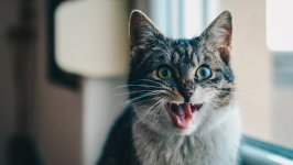 Desktop wallpaper. Cats. ID:100371