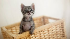 Desktop wallpaper. Cats. ID:100420