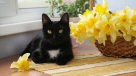 Desktop wallpaper. Cats. ID:100436