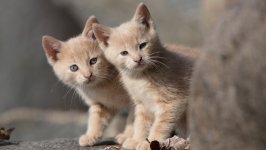Desktop wallpaper. Cats. ID:100453