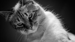 Desktop wallpaper. Cats. ID:100477