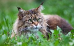 Desktop wallpaper. Cats. ID:100479