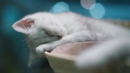 Desktop wallpaper. Cats. ID:100498