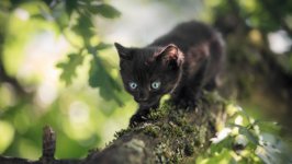 Desktop wallpaper. Cats. ID:100504