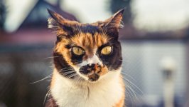 Desktop wallpaper. Cats. ID:100558