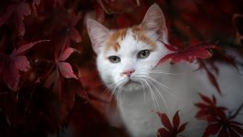 Desktop wallpaper. Cats. ID:136533