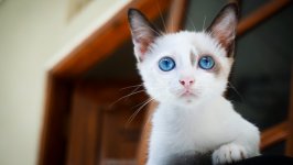 Desktop wallpaper. Cats. ID:100585