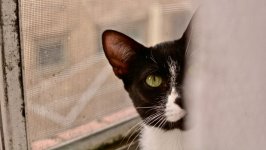 Desktop wallpaper. Cats. ID:100595