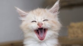 Desktop wallpaper. Cats. ID:100610