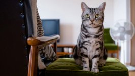 Desktop image. Cats. ID:100749