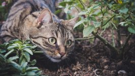 Desktop wallpaper. Cats. ID:136548