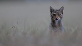 Desktop wallpaper. Cats. ID:136492