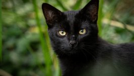 Desktop wallpaper. Cats. ID:136473