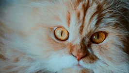 Desktop wallpaper. Cats. ID:102450