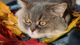 Desktop wallpaper. Cats. ID:136345