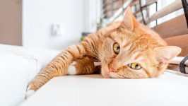 Desktop wallpaper. Cats. ID:136406