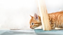 Desktop wallpaper. Cats. ID:136397