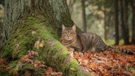 Desktop wallpaper. Cats. ID:136322