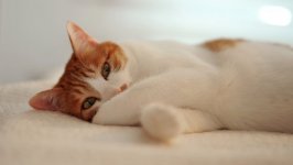 Desktop wallpaper. Cats. ID:104085